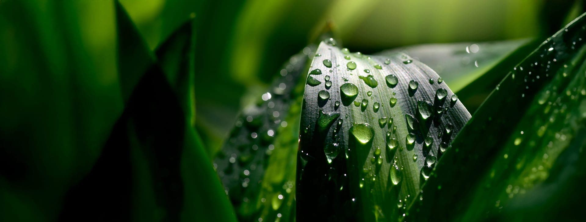 Purified Acid (E338)